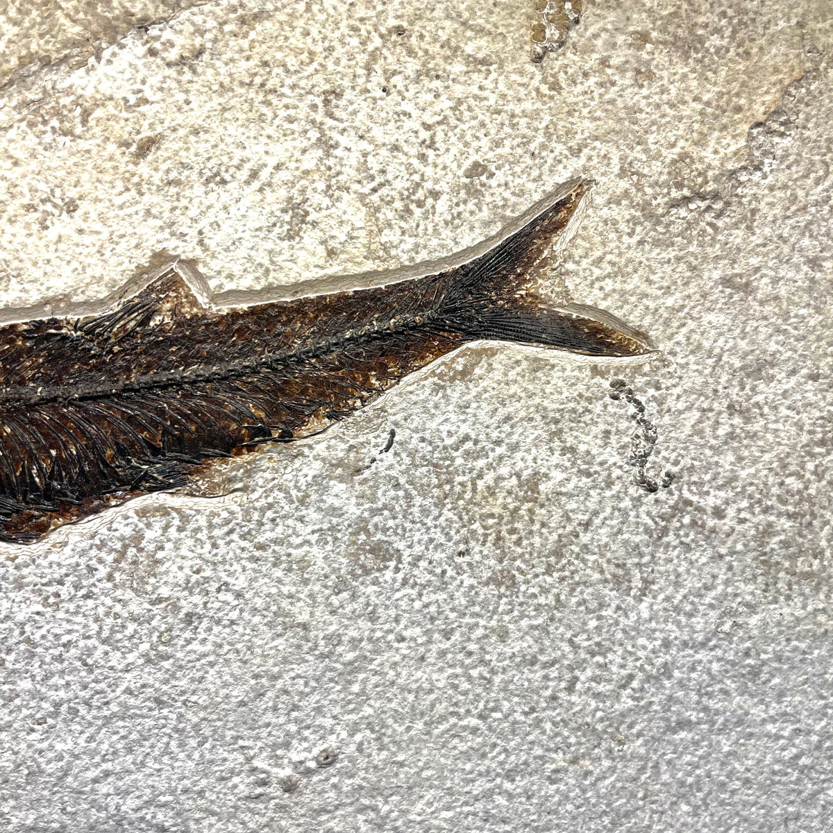 F3068 | Pesce | Knightia eocaena
