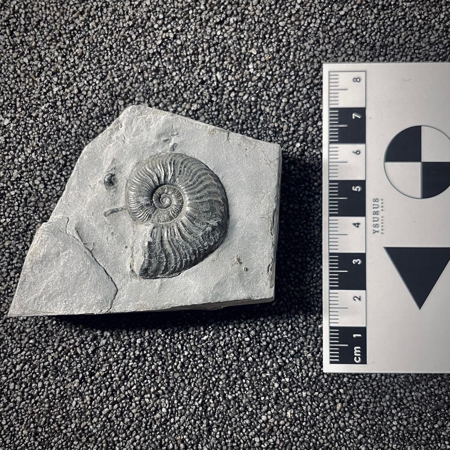F2542 | Ammonite | Pleydellia sp.