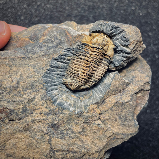 F1584 | Trilobite | Prionocheilus mendax