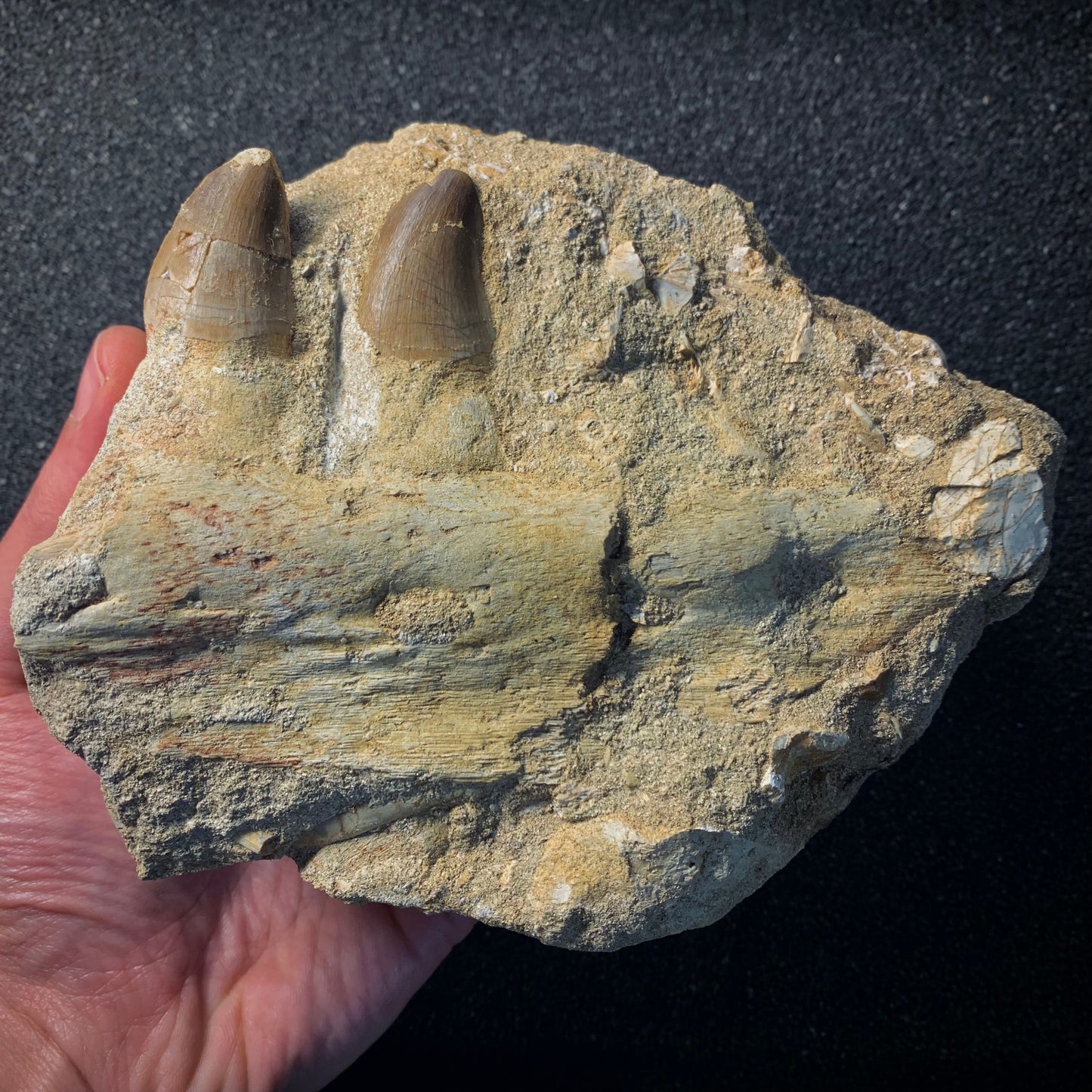 F541 | Mosasauro | Prognathodon sp.