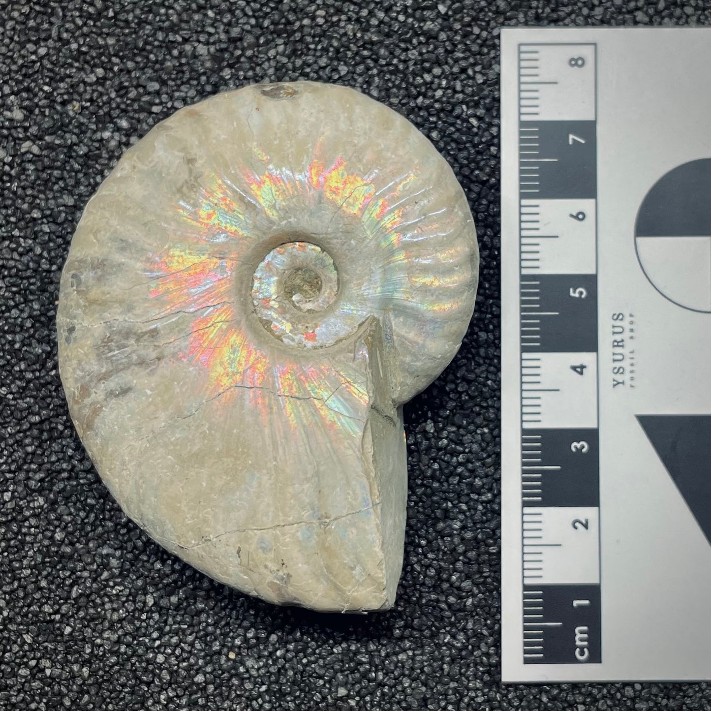 F2652 | Ammonite | Cleoniceras sp.
