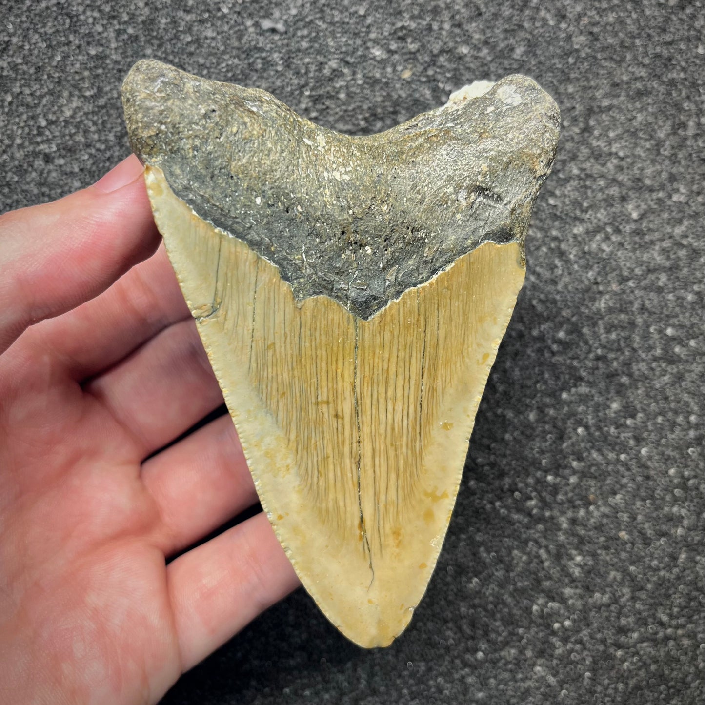 F2921 | Squalo | Otodus megalodon