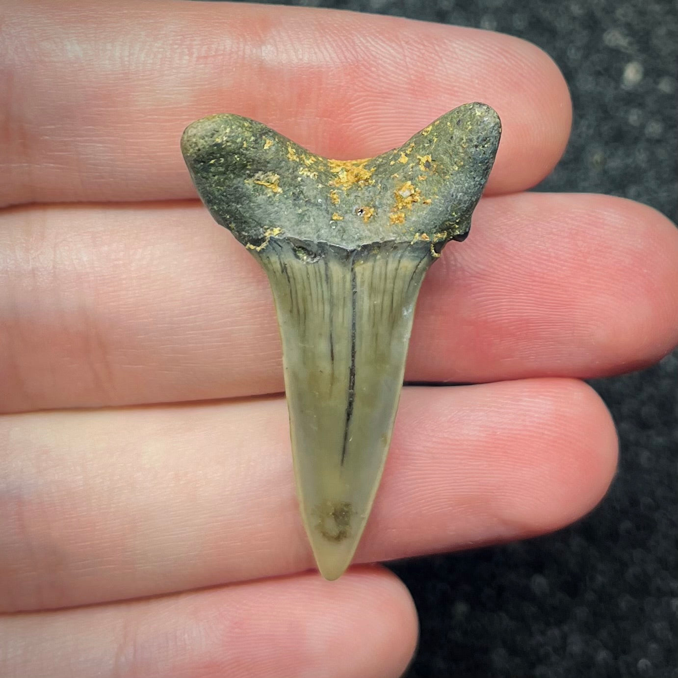F2739 | Squalo | Odontaspididae indet.