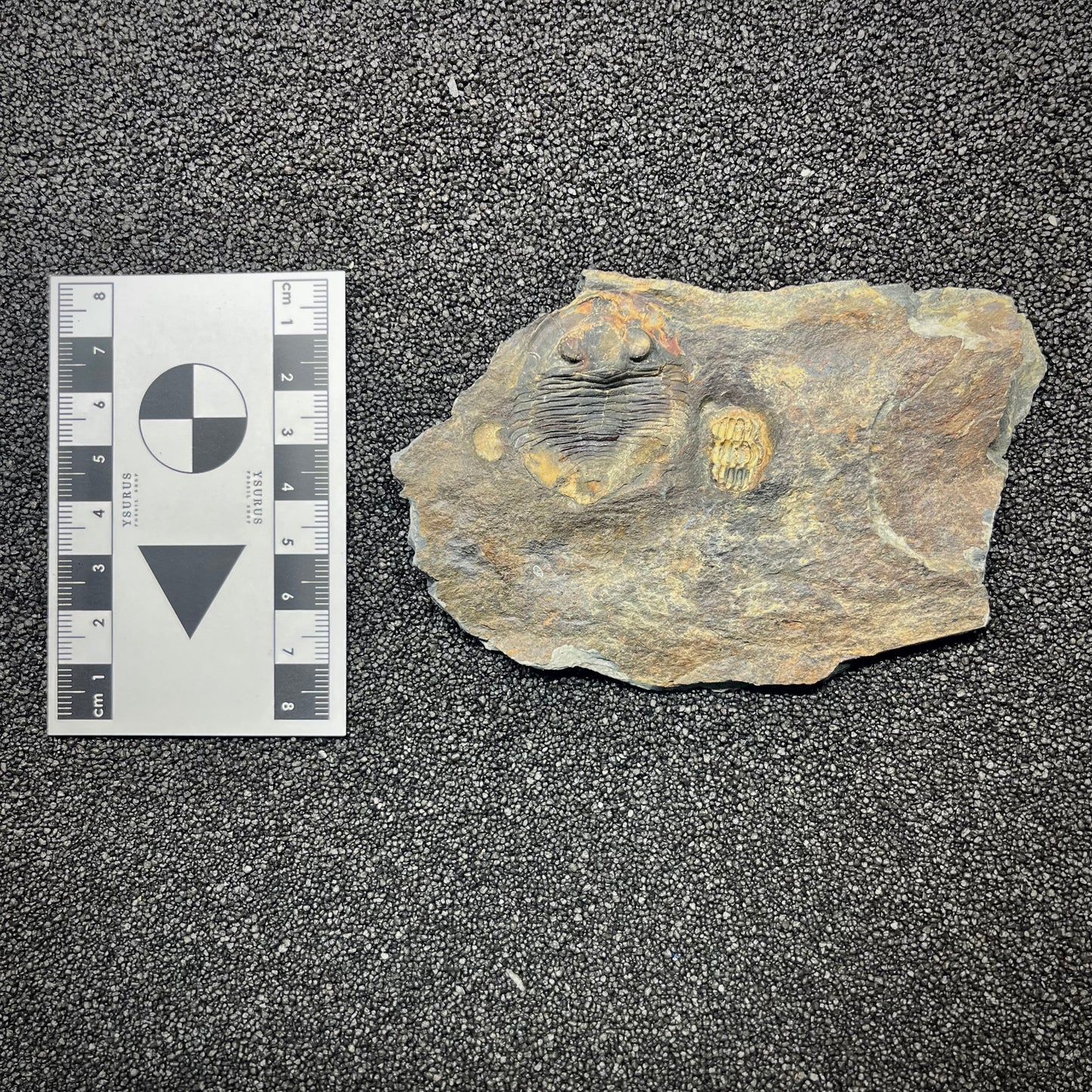 F2942 | Trilobite | Nobiliasaphus nobilis