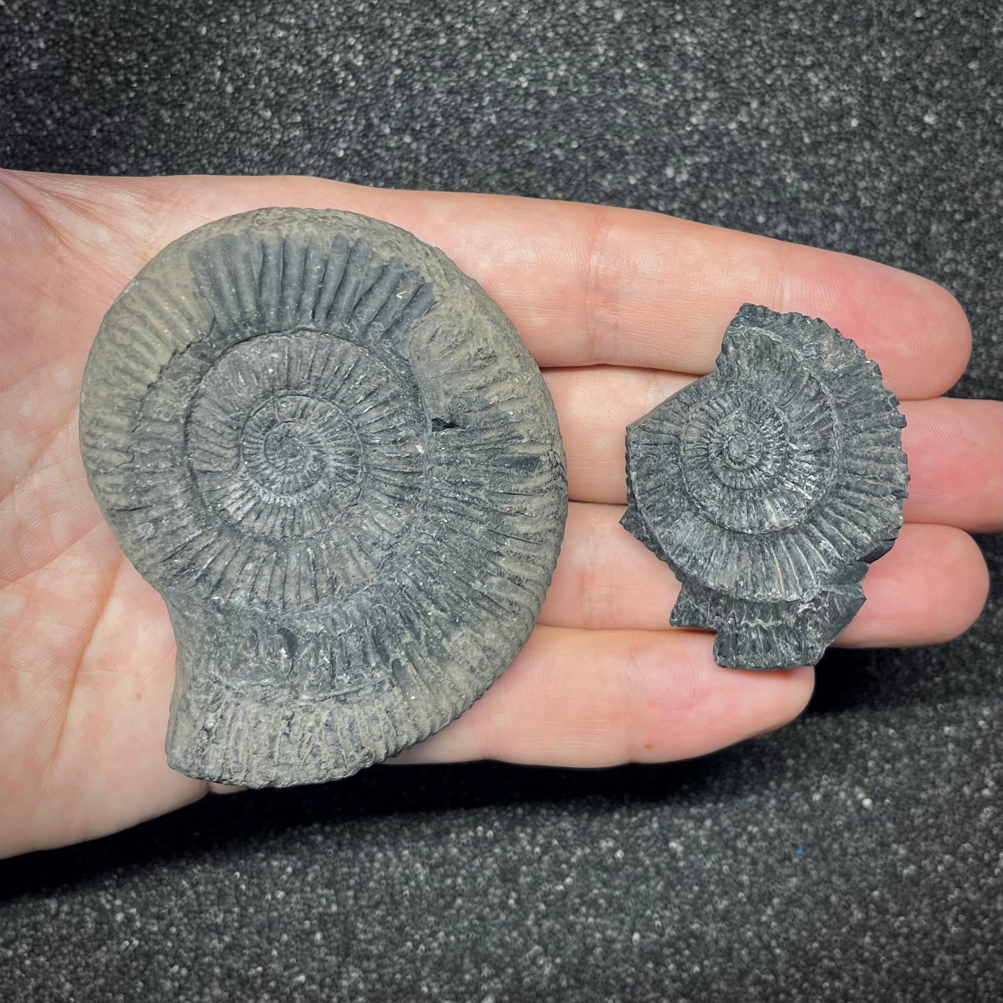 F2909 | Ammonite | Perisphinctidae indet.
