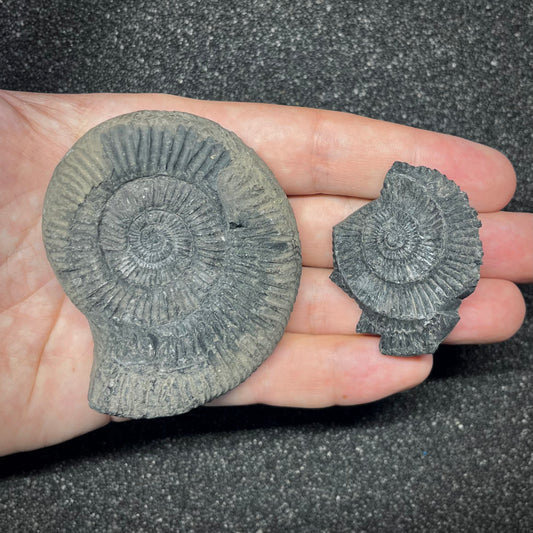 F2909 | Ammonite | Perisphinctidae indet.