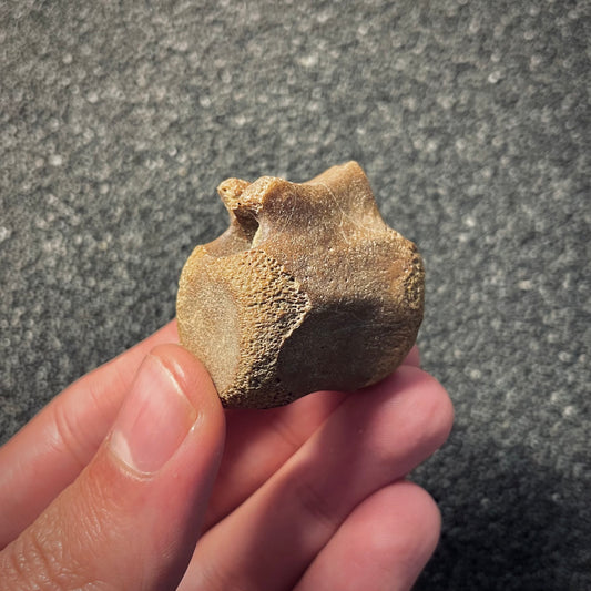 F2047 | Dinosauro | Hadrosauridae indet.