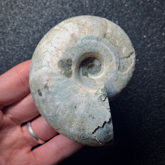F636 | Ammonite | Desmoceras latidorsatum
