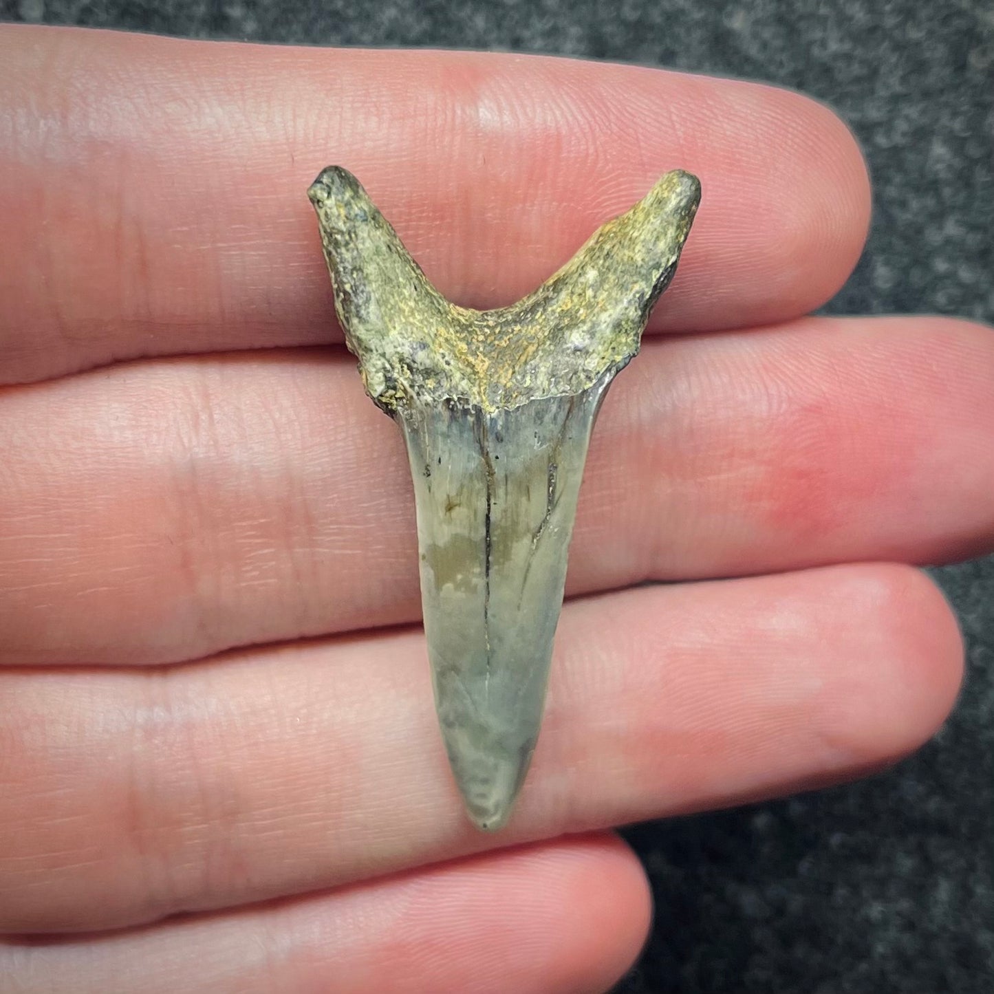 F2734 | Squalo | Odontaspididae indet.