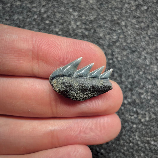 F3031 | Squalo | Notorynchus cepedianus