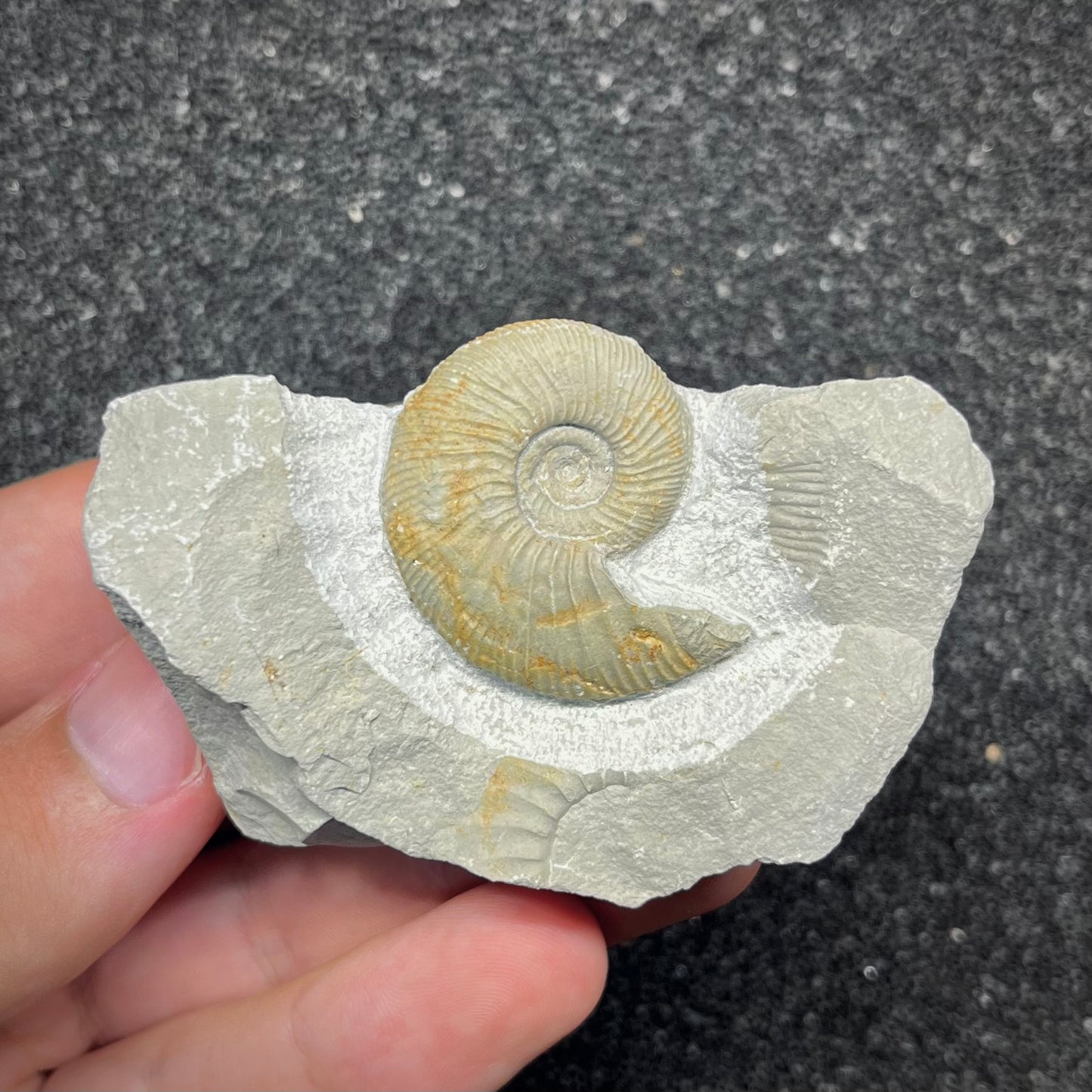 F2903 | Ammonite | Ataxioceras sp.