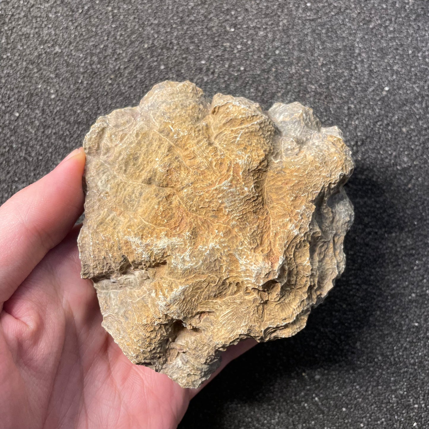 F2472 | Corallo | Hexagonaria sp.
