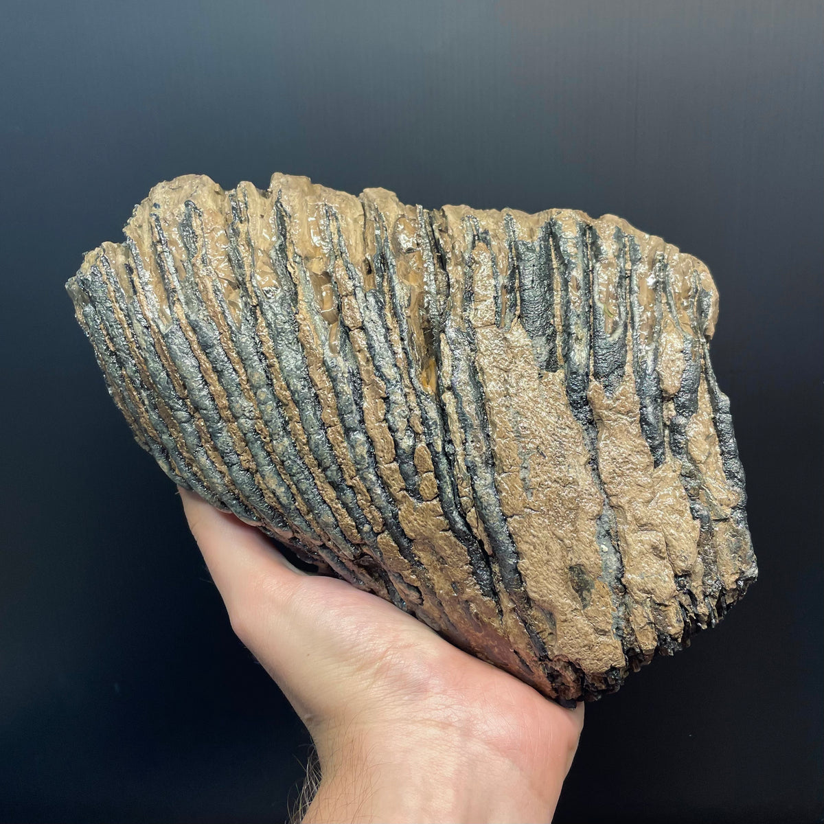 F3078 | Mammut | Mammuthus sp.