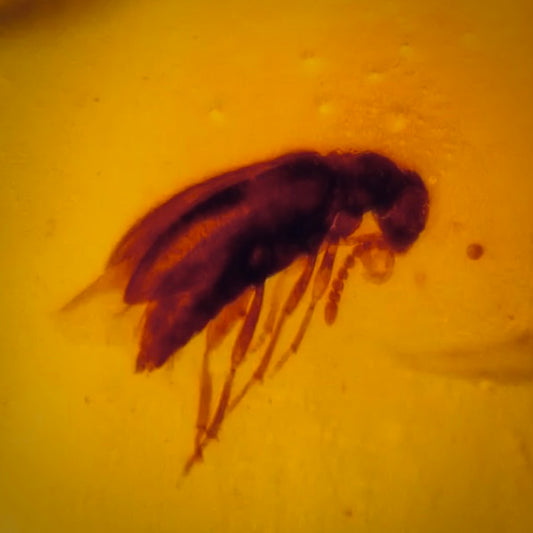 F603 | Ambra con inclusione | Coleoptera indet.