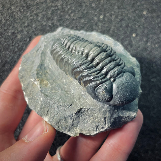F2608 | Trilobite | Phacopidae indet.