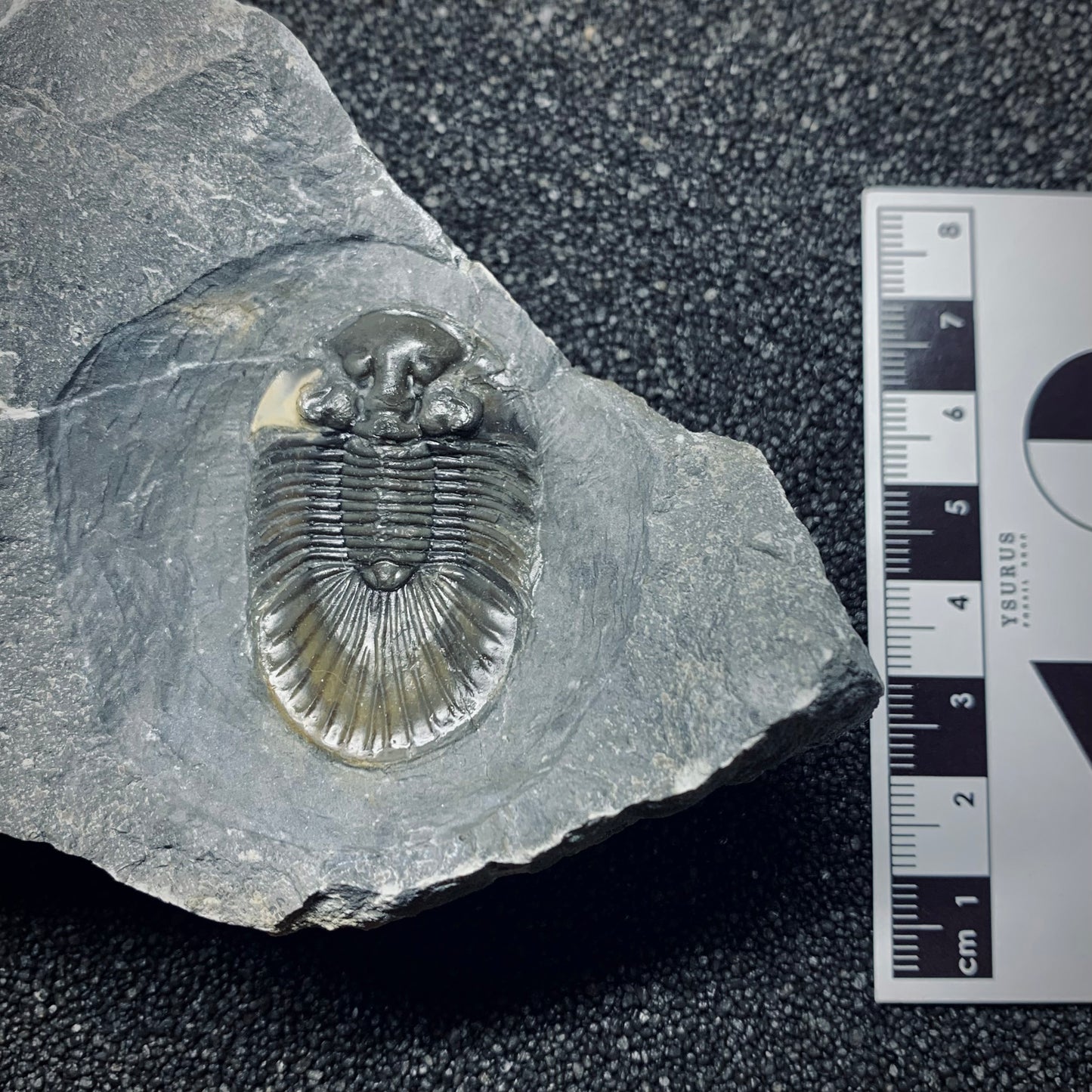 F506 | Trilobite | Scabriscutellum sp.