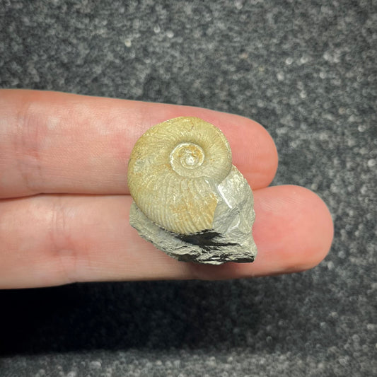 F2906 | Ammonite | Ataxioceras sp.