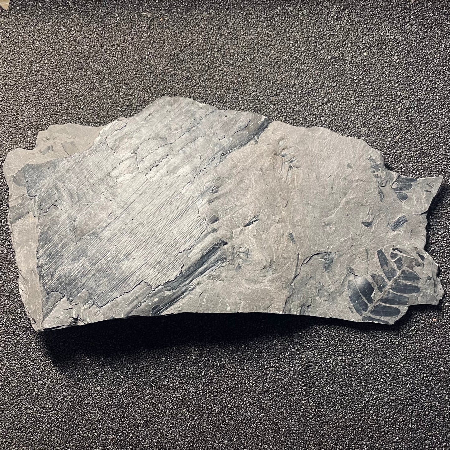 F2479 | Pianta | Neuropteris sp.