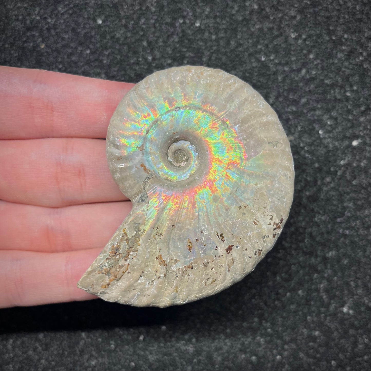 F2958 | Ammonite | Cleoniceras sp.