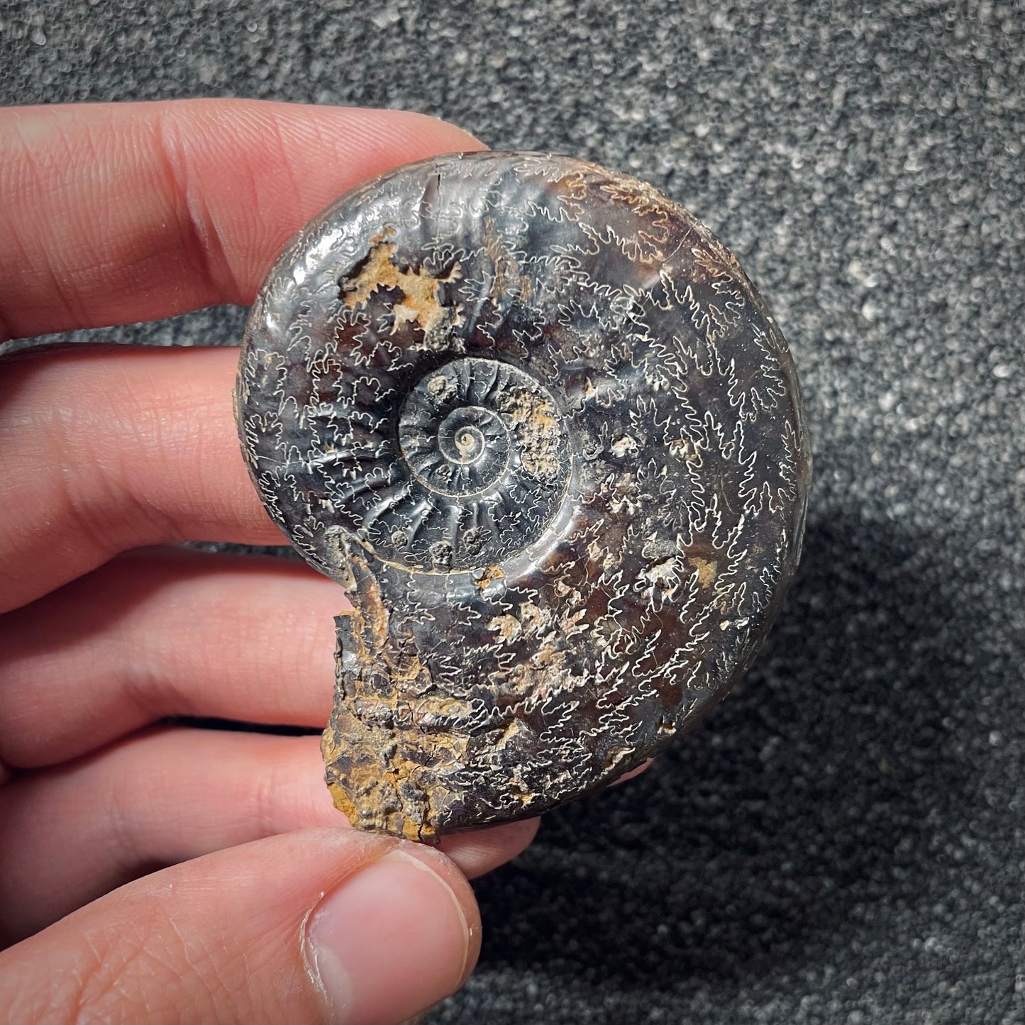 F2551 | Ammonite | Pleydellia sp.