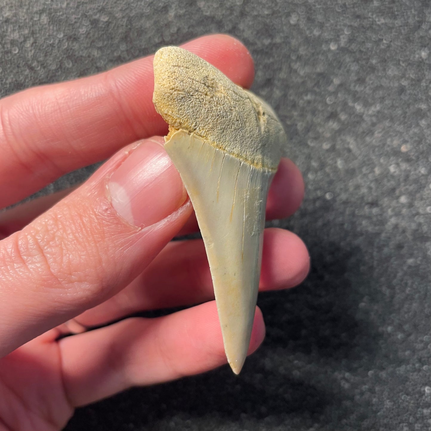 F2312 | Squalo | Carcharodon hastalis