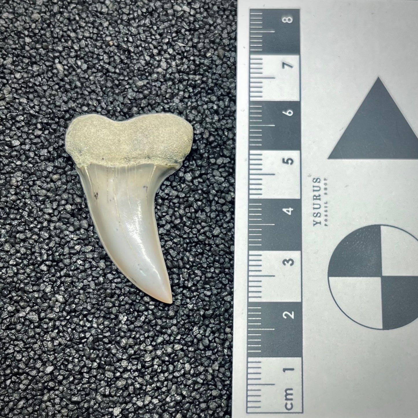 F2747 | Squalo | Carcharodon planus