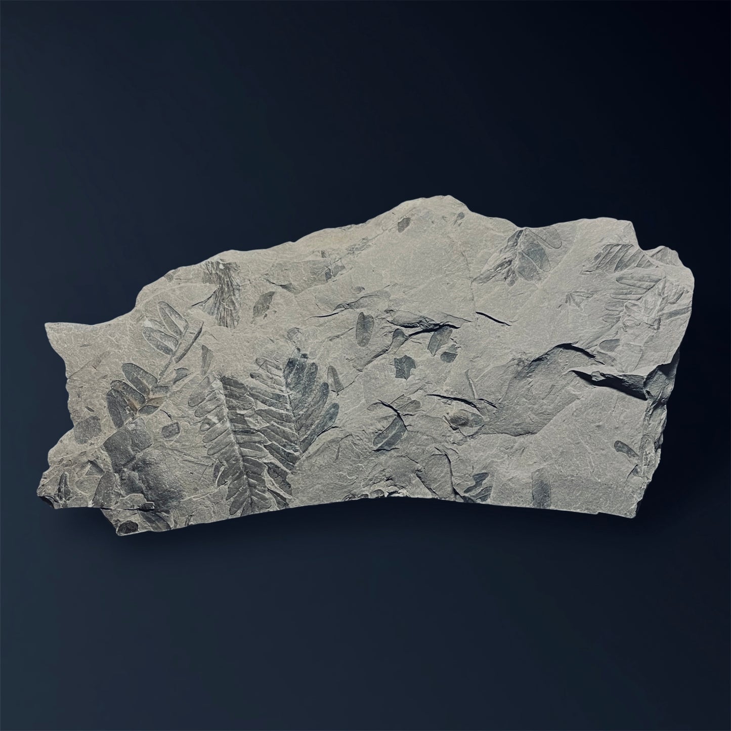 F2479 | Pianta | Neuropteris sp.