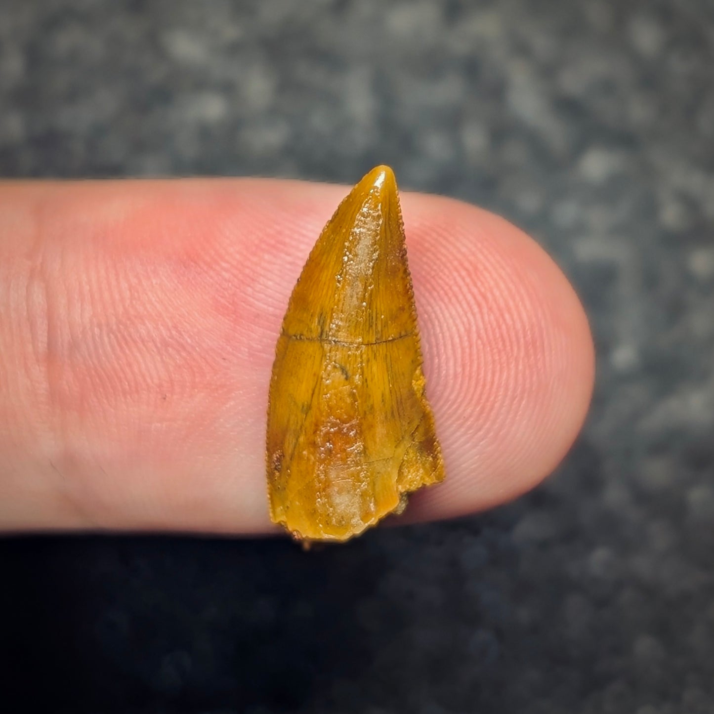 F2791 | Dinosauro | Abelisauridae indet.