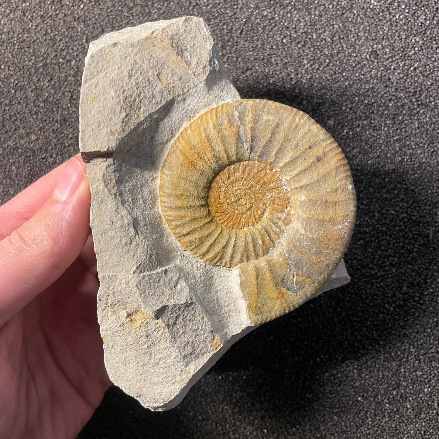 F2533 | Ammonite | Ataxioceras sp.