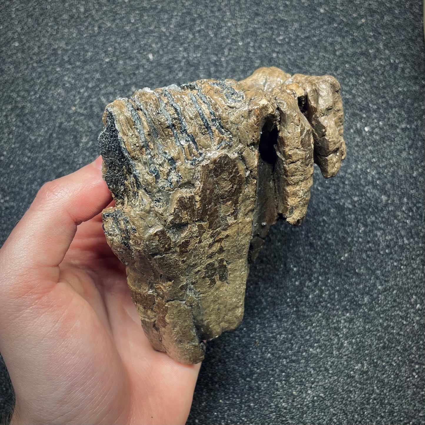 F2672 | Mammut | Mammuthus sp.