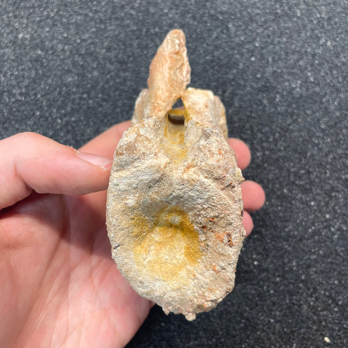 F3109 | Dinosauro | Spinosaurus aegyptiacus