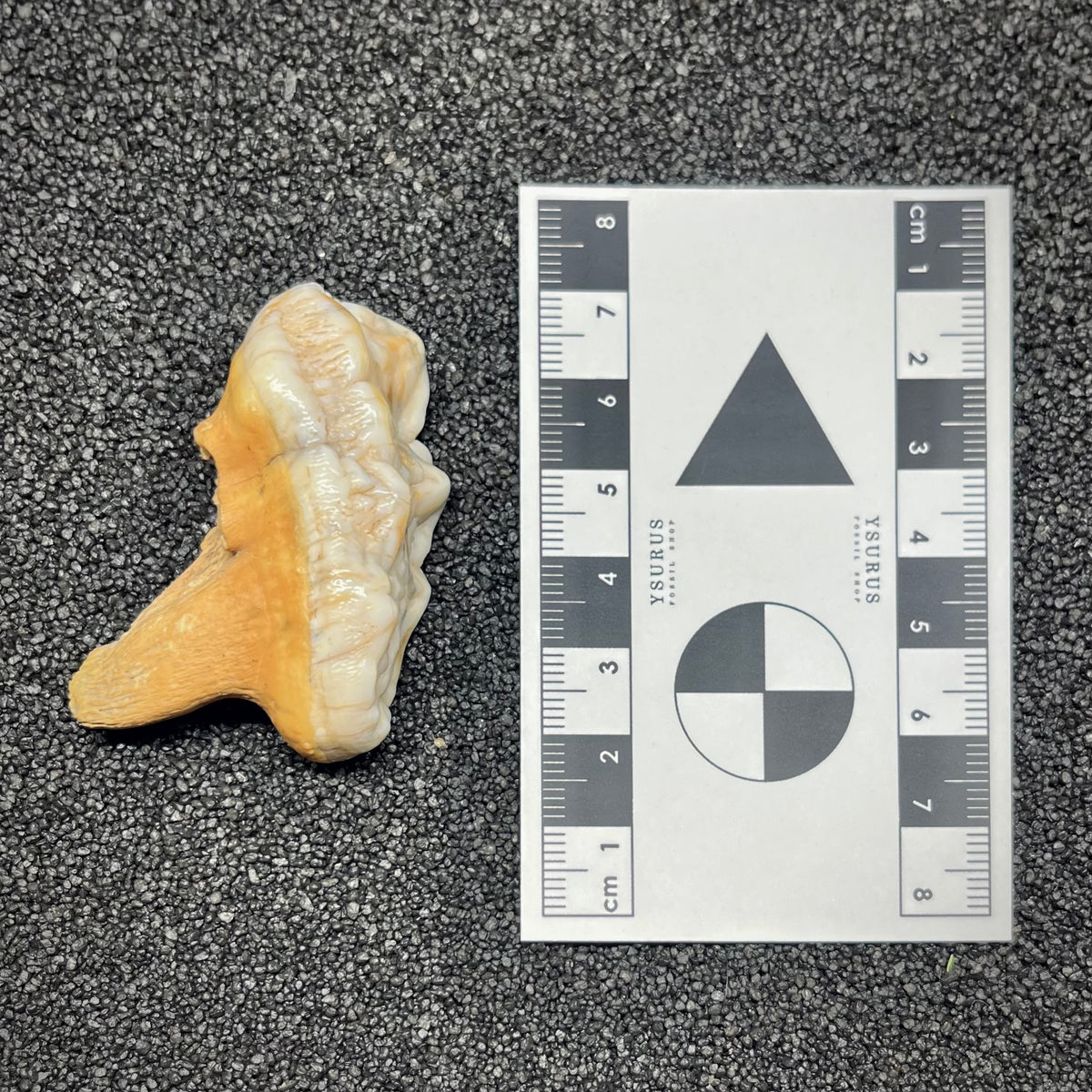 F2994 | Orso | Ursus spelaeus