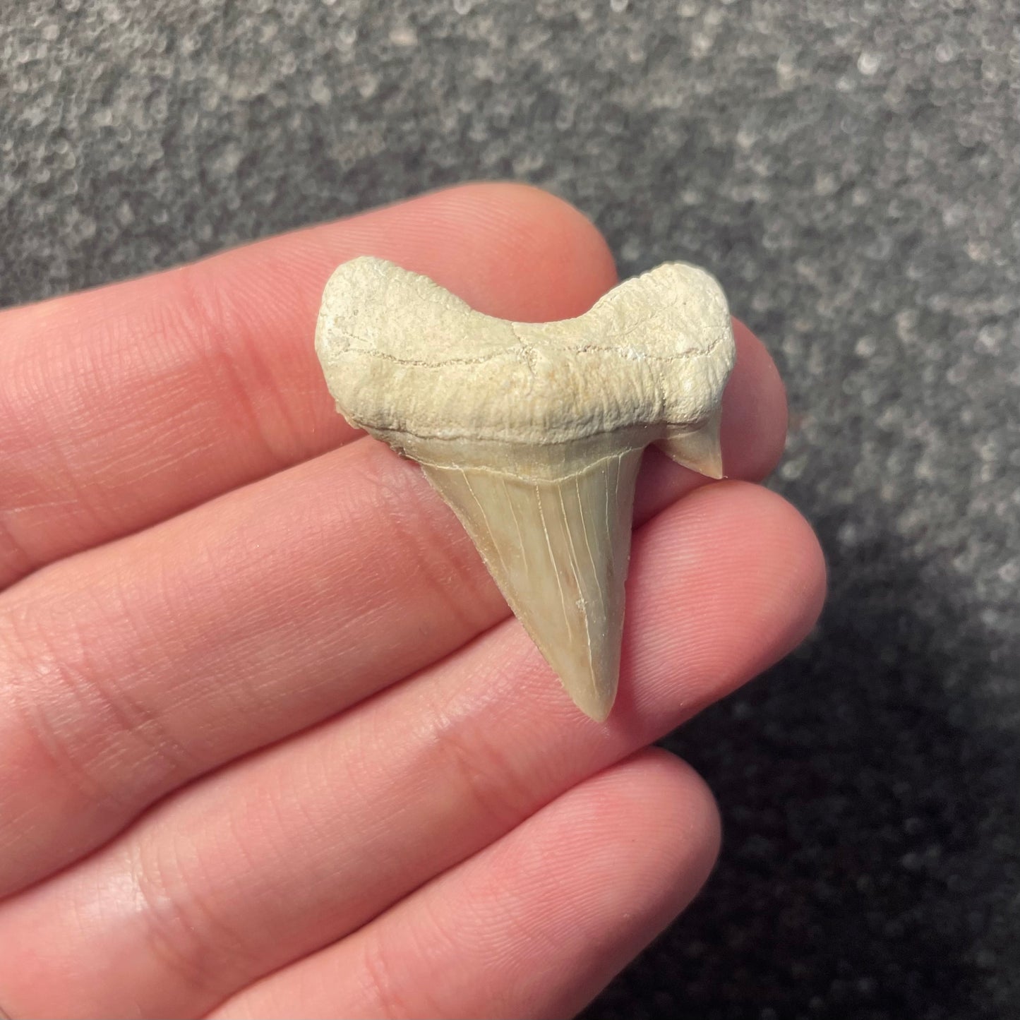 F2215 | Squalo | Otodus obliquus