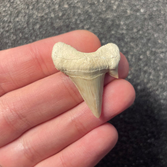 F2215 | Squalo | Otodus obliquus