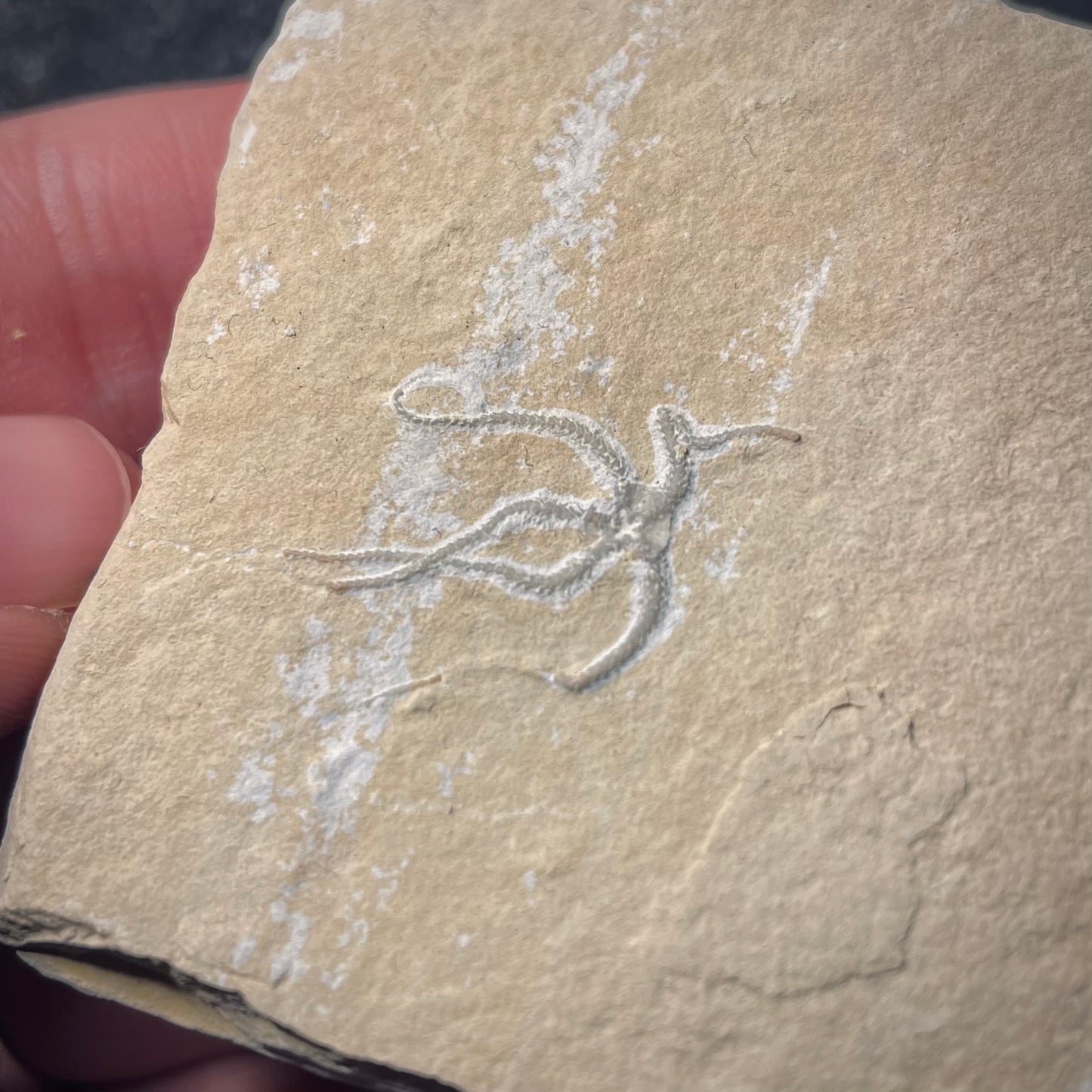 F1882 | Stella marina | Ophiopetra lithographica