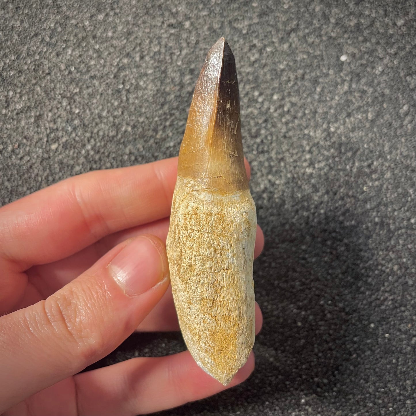 F2194 | Mosasauro | Prognathodon sp.