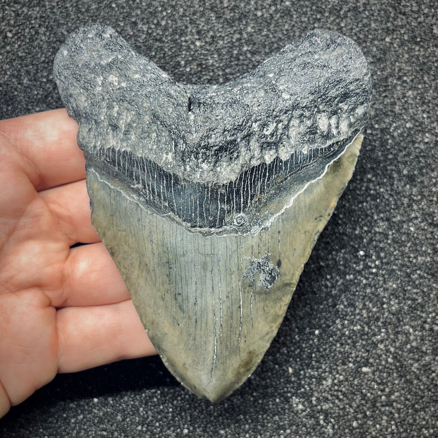 F2773 | Squalo | Otodus megalodon