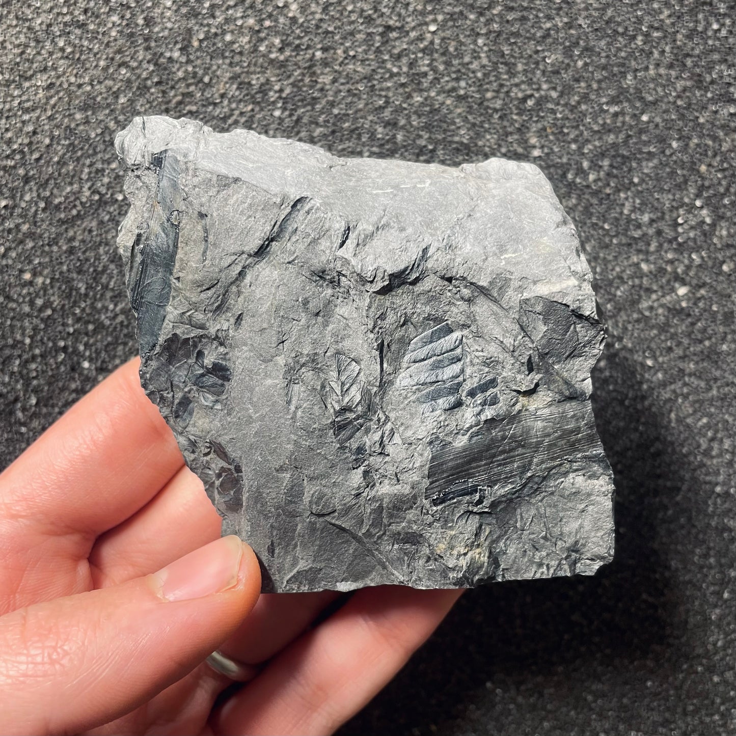 F2480 | Pianta | Neuropteris sp.