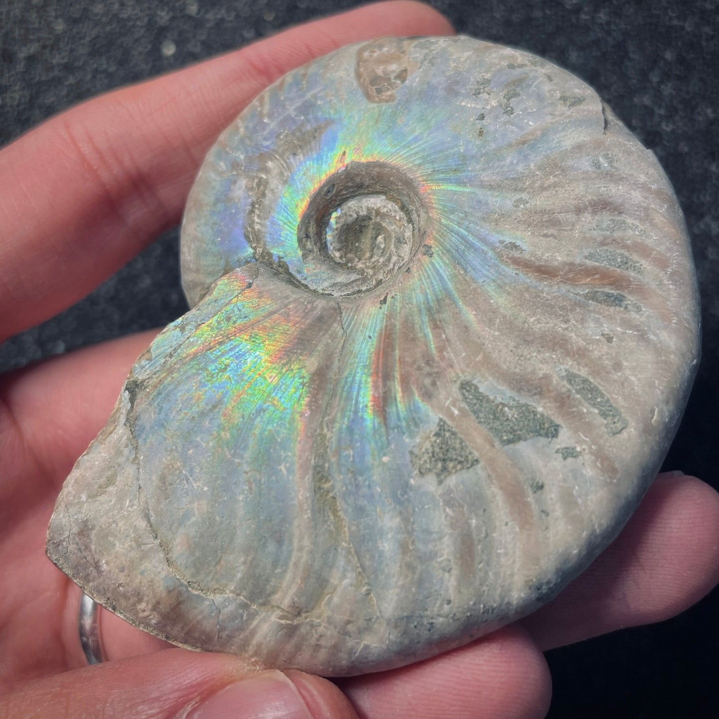 F1870 | Ammonite | Cleoniceras sp.