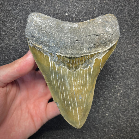 F2931 | Squalo | Otodus megalodon