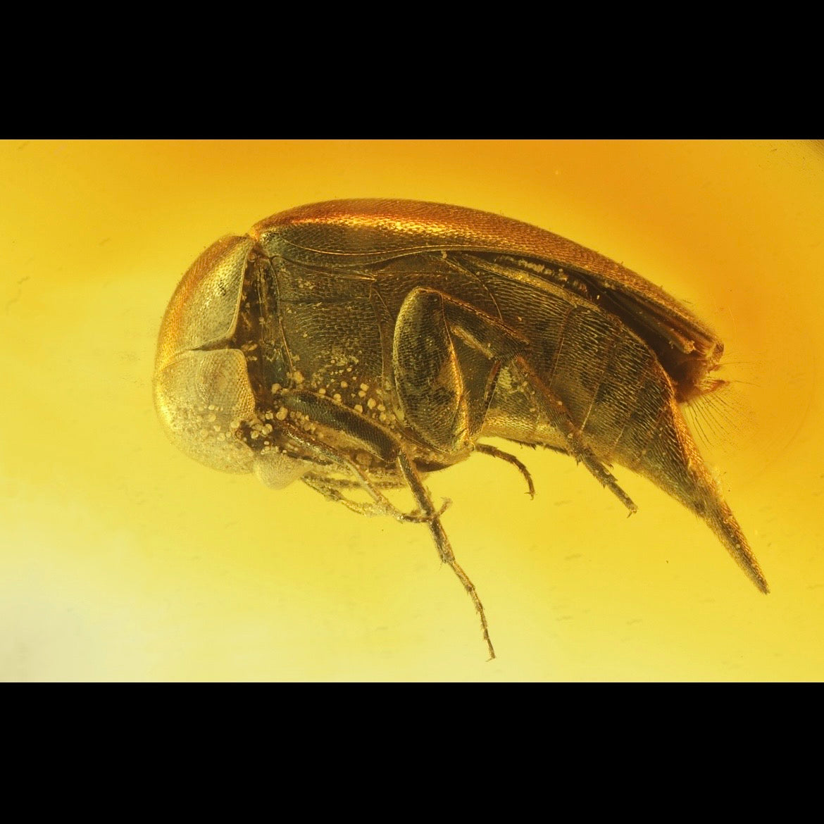 F2854 | Ambra con inclusione | Mordellidae indet.