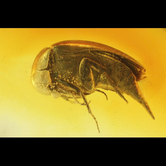F2854 | Ambra con inclusione | Mordellidae indet.