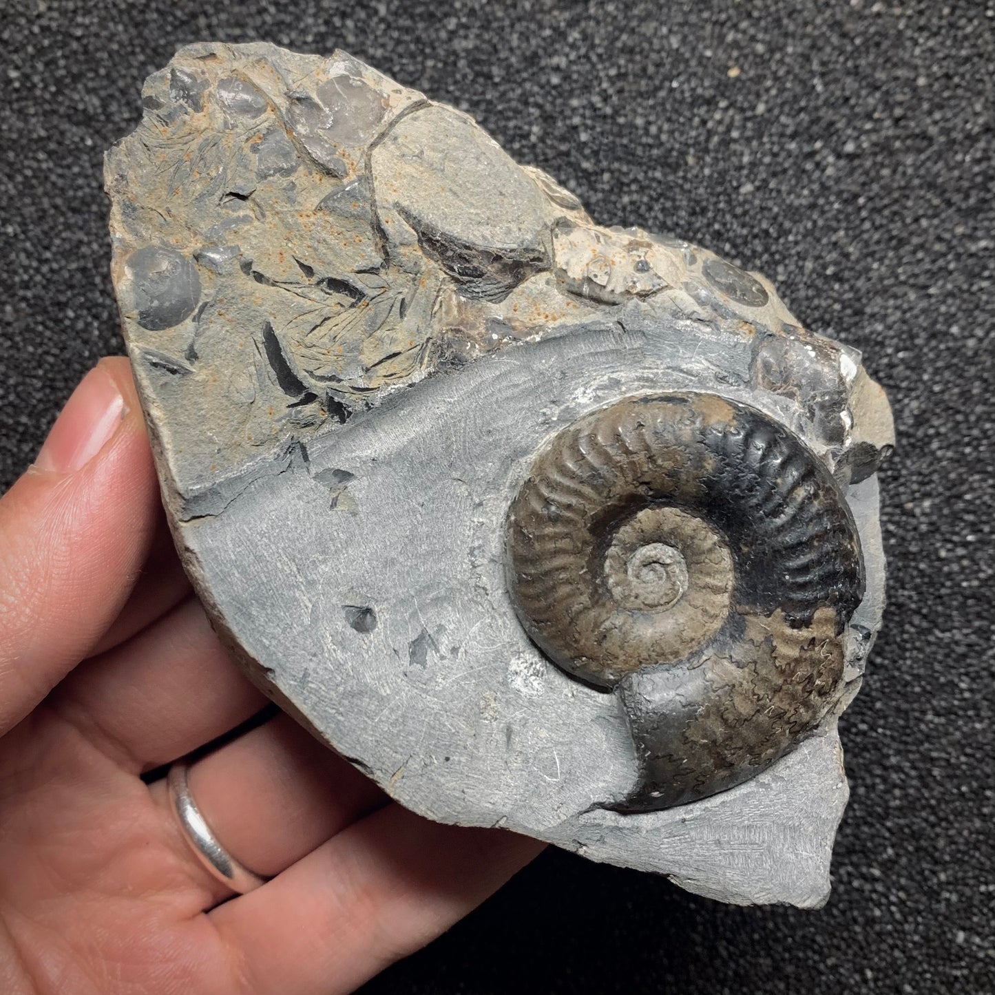 F892 | Ammonite | Grammoceras sp.