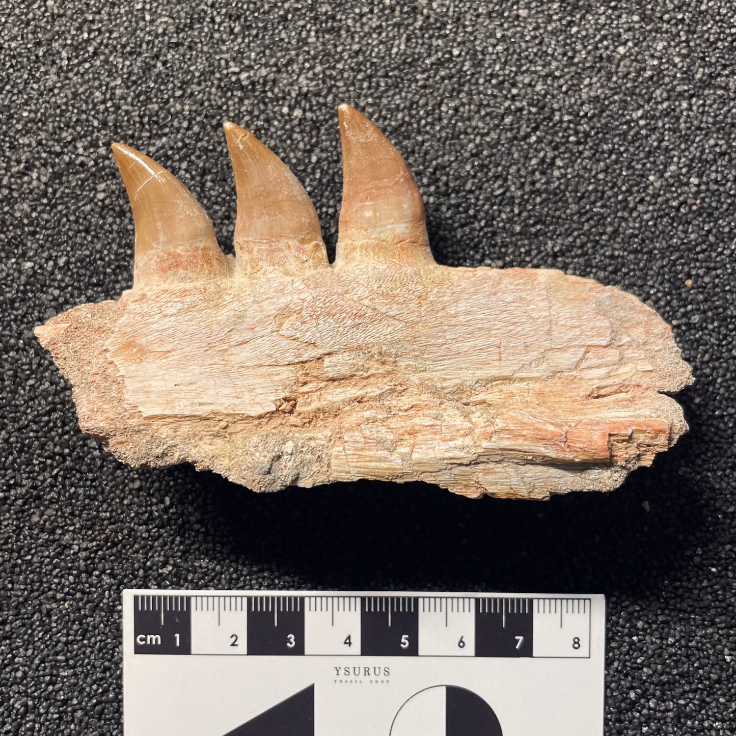 F2112 | Mosasauro | Mosasauridae indet.