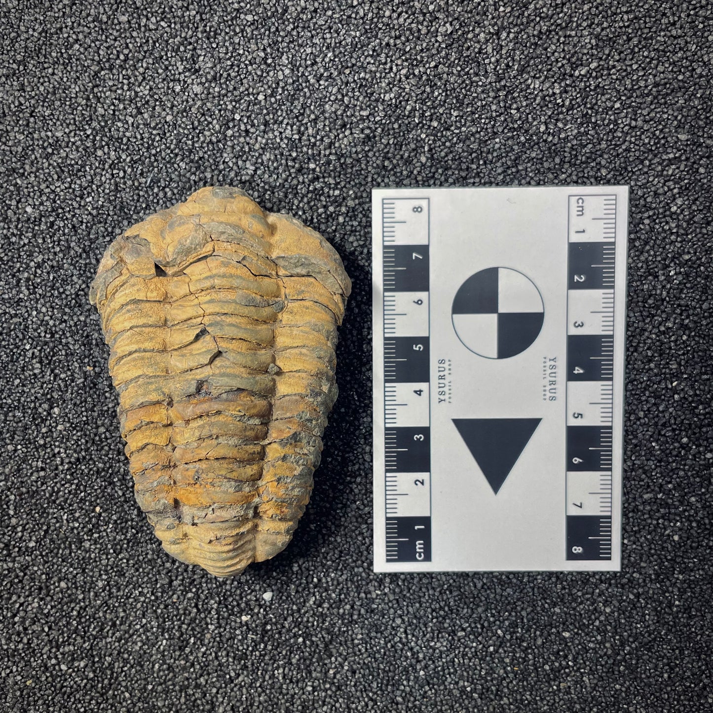 F2623 | Trilobite | Flexicalymene sp.