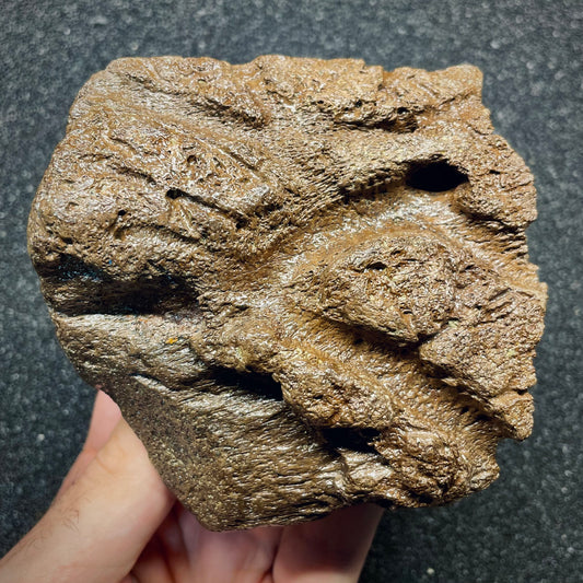 F2722 | Dinosauro | Triceratops sp.