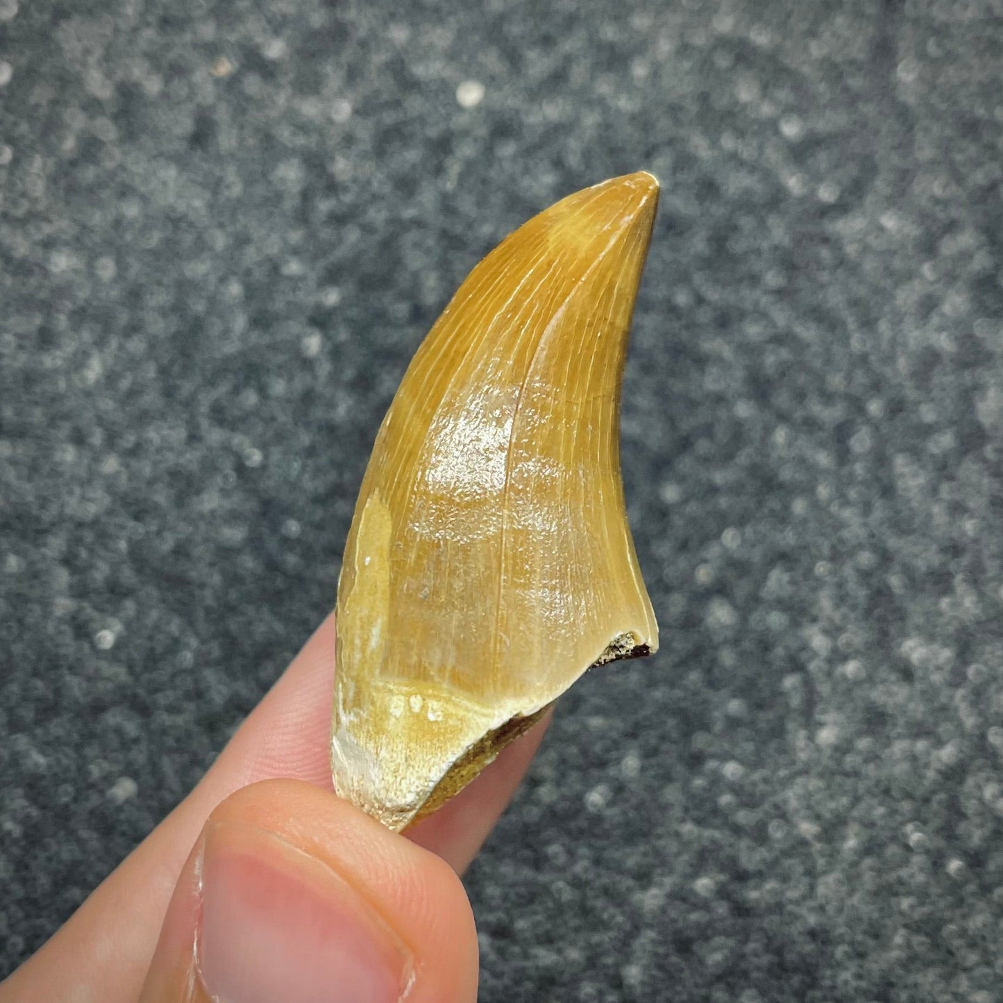 F2687 | Mosasauro | Prognathodon sp.