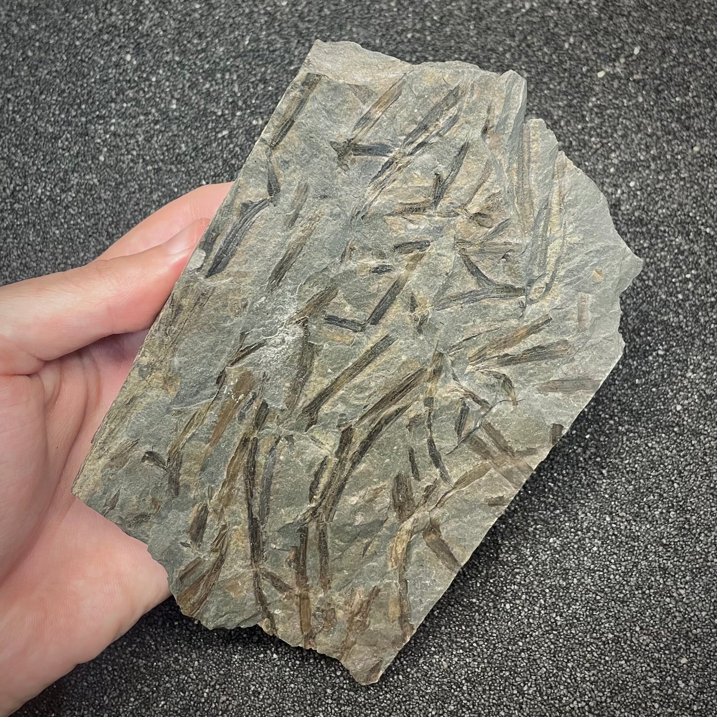 F2988 | Pianta | Zosterophyllum rhenanum