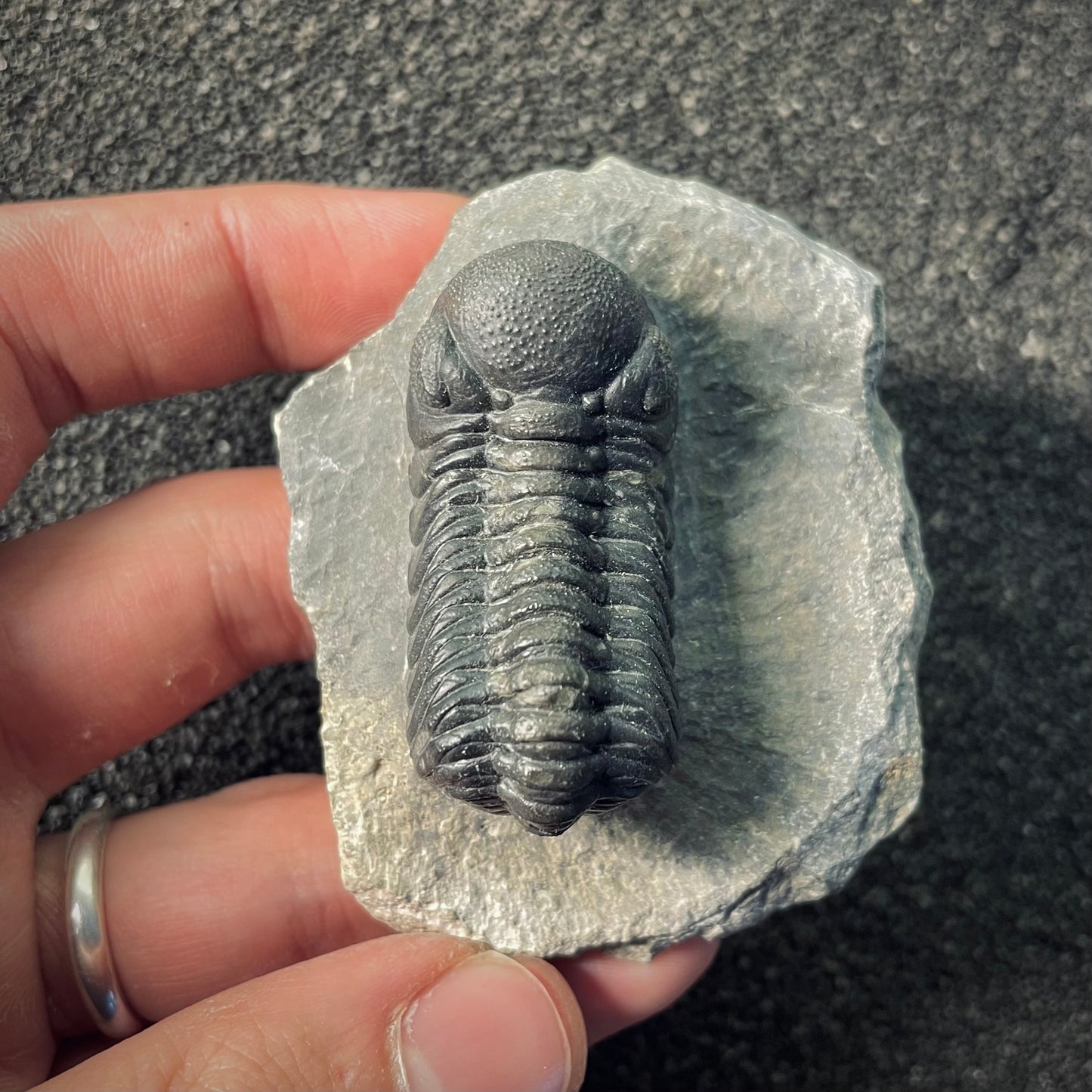 F2606 | Trilobite | Phacopidae indet.