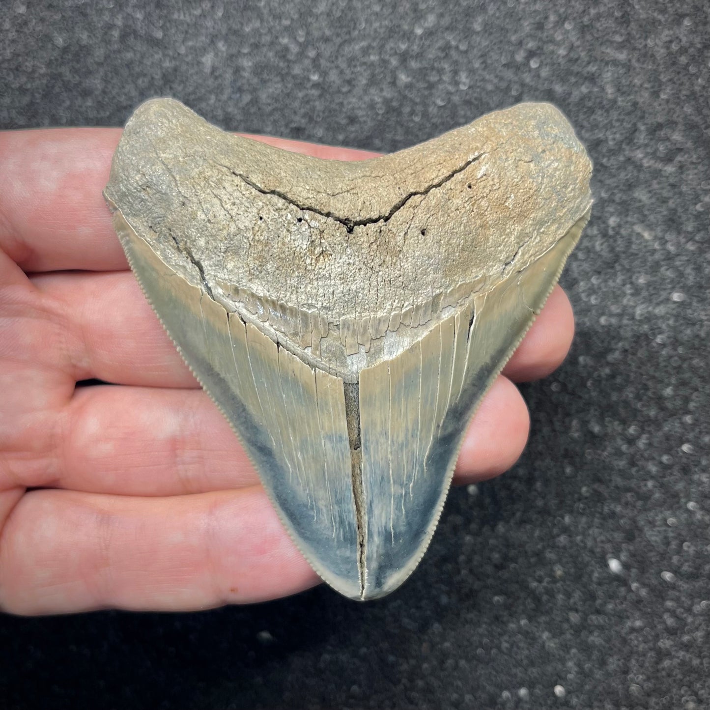 F2864 | RARO | Squalo | Otodus megalodon